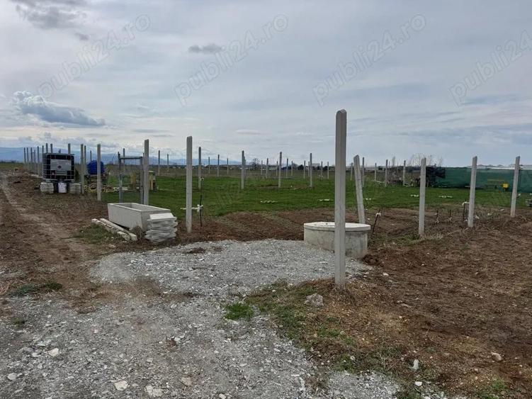 gradini de inchiriat - 5