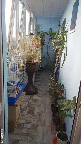 Vand ap 2 cam schimb cu ap 4 camCostin Georgian 7 10,1979 semidecomandat - 1