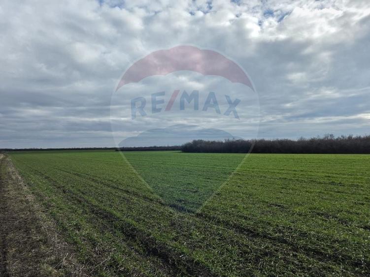Vânzare teren agricol 12 ha, Giarmata - Jud. Timiș - 4