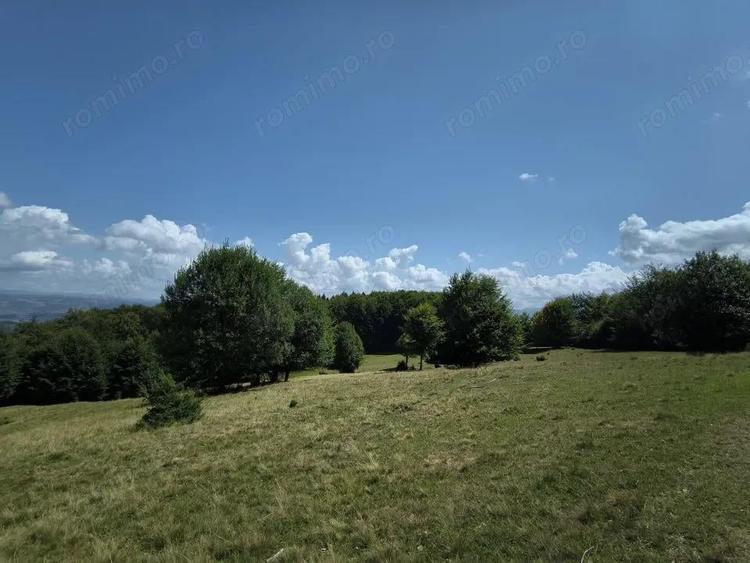 Teren - padure Teliu - Bradet - 8