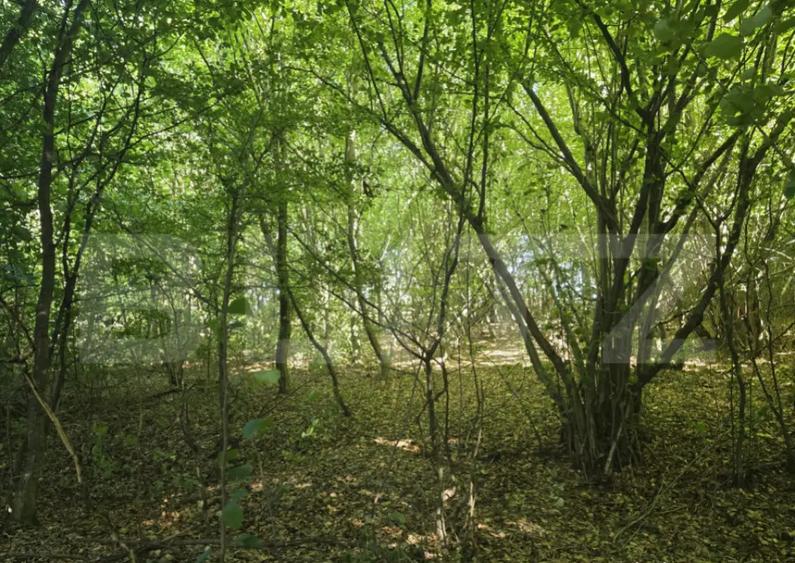 Teren la liziera padurii Faget - 2