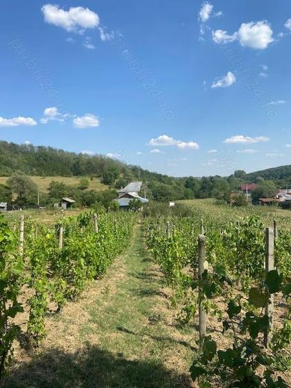 Vand casa Dragasani, Carcadiesti - 2