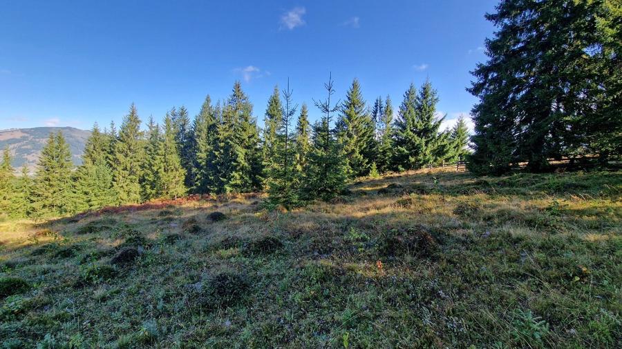 Teren intravilan in Bucovina, Dorna Arini - 2