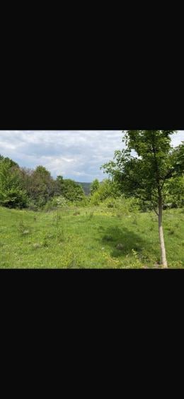 Teren 8.329 mp Magura (Ciuta), jud. Buzau extravilan - 3