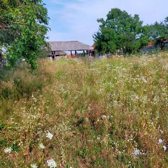 De vanzare teren cu casa. Calea Mare Nr.106 - 5