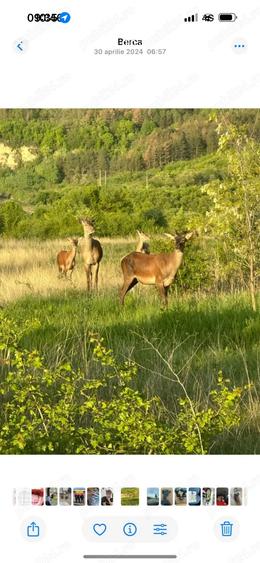 Teren intravilan Izvoranu - 1