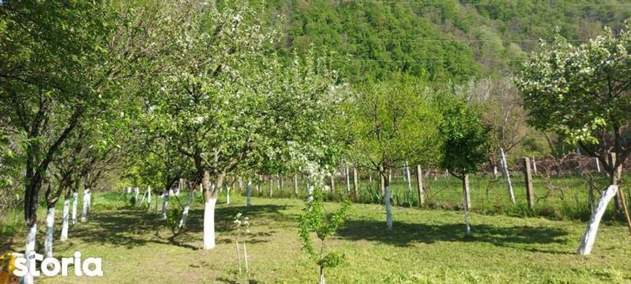 Teren intrare Herculane,E 70 Herculane-Orsova - 6