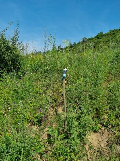 REPREZENATRE EXCLUSIVĂ! Teren intravilan construcții, zonă superbă, Livezeni. - 6