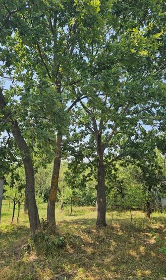 Intravilan 480 mp , loc de casa , zona padure Baicoi Prahova - 3