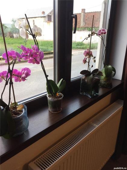 Casa de vanzare in Ciugud - 4