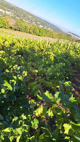 Galati Beresti - De vanzare 1 hectar plantatie de vita de vie si casa cu utilitati - 8