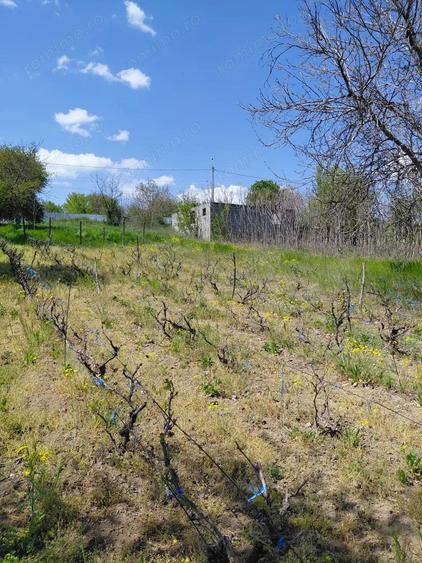 Teren intravilan 3.250 mp in File?ti Ideal pentru casa sau investi?ie! - 8