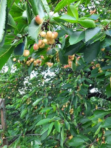 Casa Visurilor Tale !!! Com Crasna, Sat Crasna Din Deal . Jud Gorj - 12