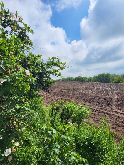 VANZARE TEREN INTRAVILAN DN1 - 4