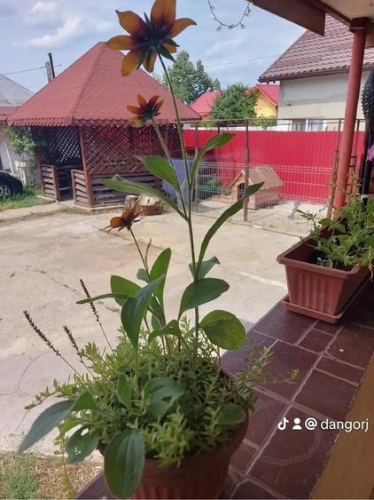 Casa de vanzare Carbesti - 7