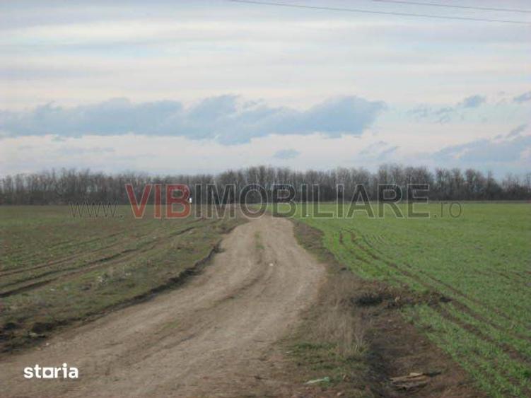 Teren de 61830 mp, în Belciugatele