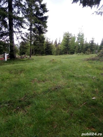 Teren de 17000 mp, în Muntele Băișorii