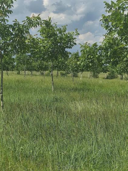 Teren agrement, investi?ii, afaceri - 6