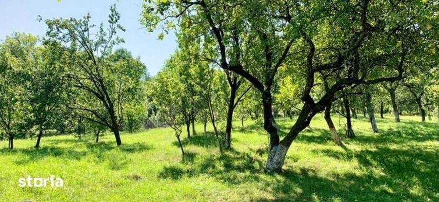 Teren de 2500 mp, în Central