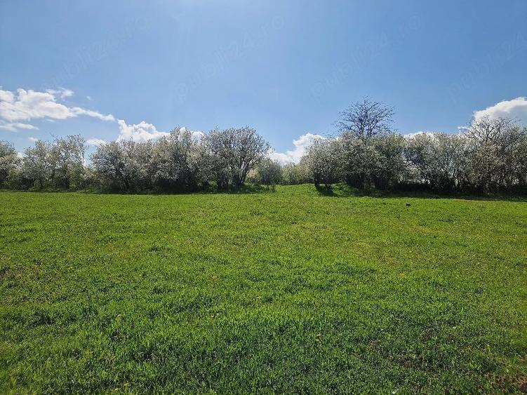 Teren de 3800 mp, în Moșteni