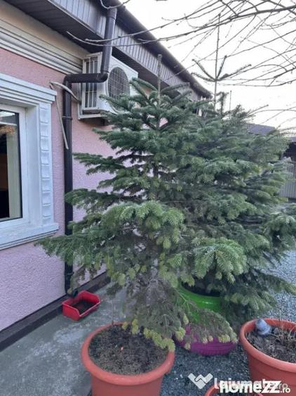Casă cu 3 camere cu Teren 200 Mp în Palas
