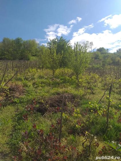 Casă cu Teren 1800 Mp în Muntenii de Jos
