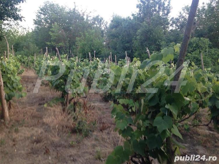 Casă cu 3 camere cu Teren 5000 Mp în Pătlăgeanca