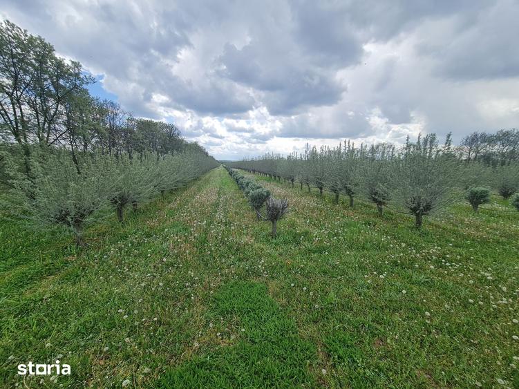 Teren de 410000 mp, în Păuliș
