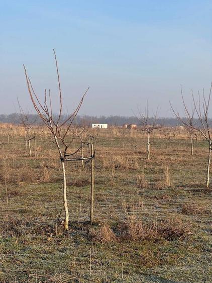 Teren de 749000 mp, în Bucești