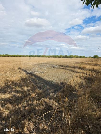 Teren de 5000 mp, în Ciolpani