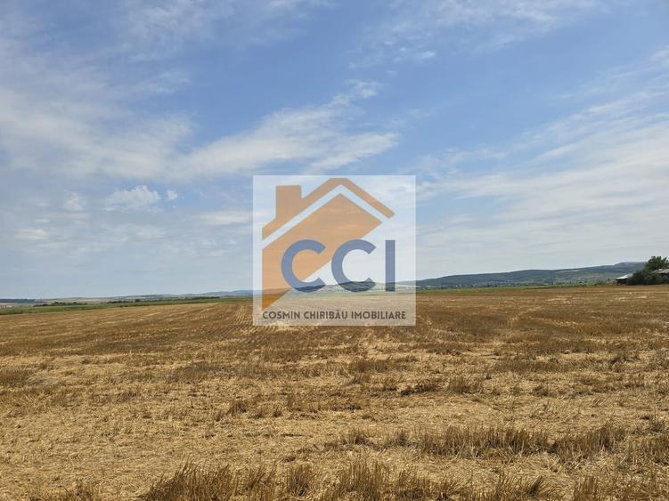 Teren agricol intravilan de 50000 mp, în Holt