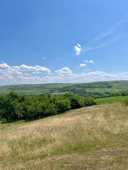 Teren de 9700 mp, în Borșa