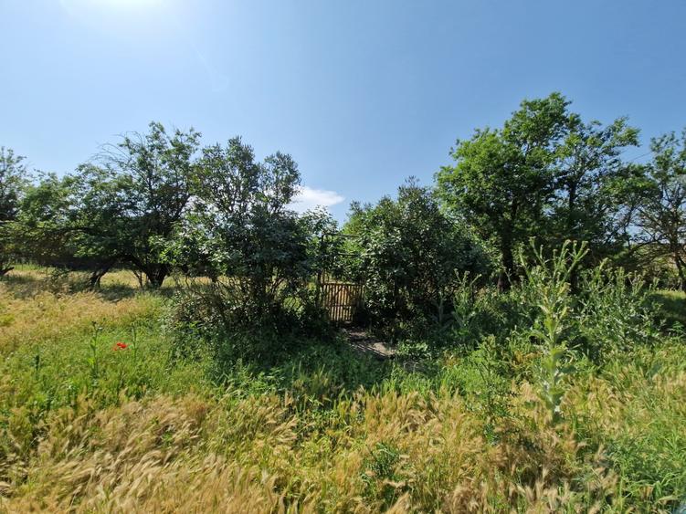 Teren Construcții intravilan de 1479 mp, în Polcești
