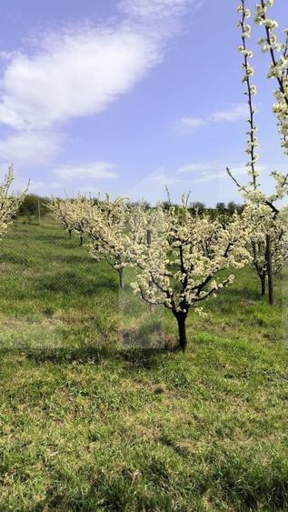 Teren agricol extravilan de 10189 mp, în Cristești