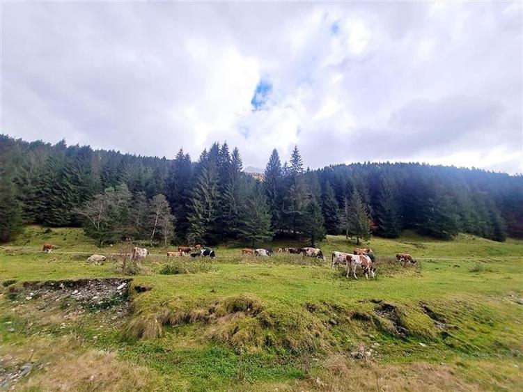 Teren intravilan panoramic 4.600mp,view iconic Piatra Craiului,oportunitate prem - 14