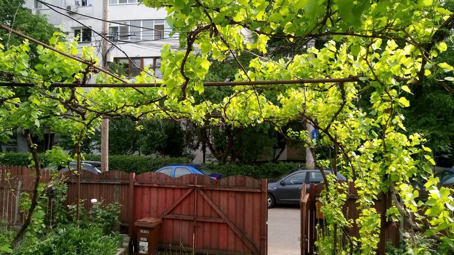 Casa intabulata pe 250 mp teren deschidere 13 metri ultracentral - 6