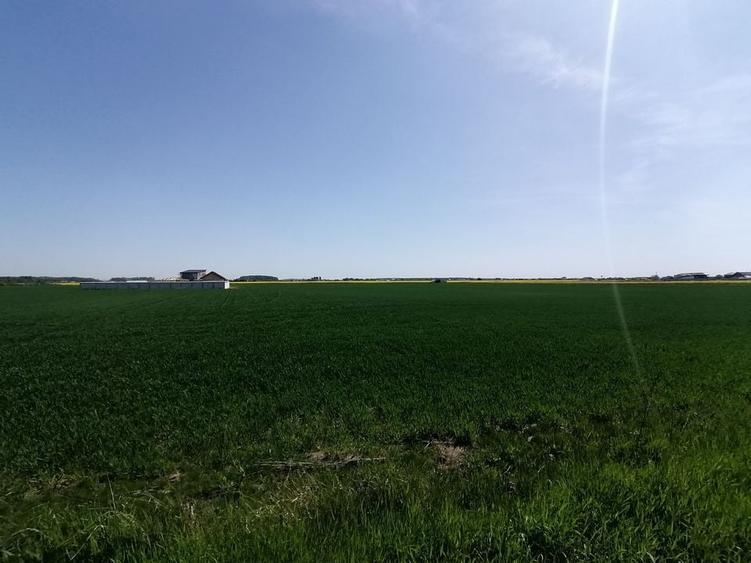 Teren intravilan 9313 mp in comuna 1 Decembrie - Ilfov - 3