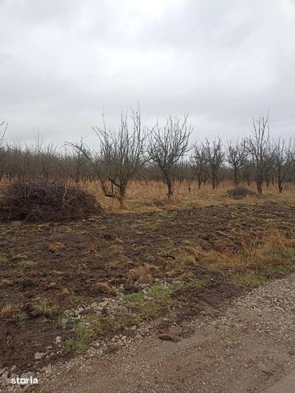 De vanzare teren intravilan in Sfantu Gheorghe - 7