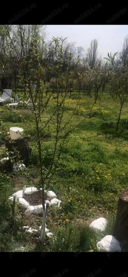 De Vanzare Casa Caramida +Teren drept intravilan - 7