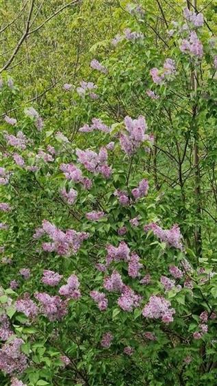 FILM! Rezidenta montana,decor apreciabil, pod mansardabil,garaj propriu,Central - 15