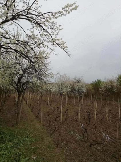 Vand teren intravilan , cultura de vie si casa batraneasca - 2