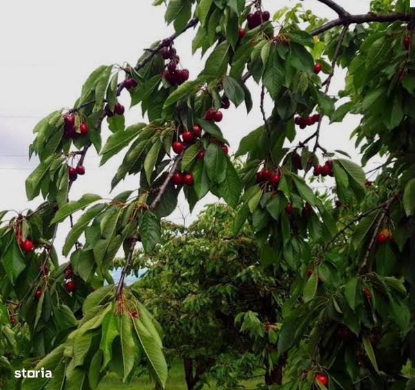 Vand urgent livada de cirese matura, cu productie, acte la zi! - 3