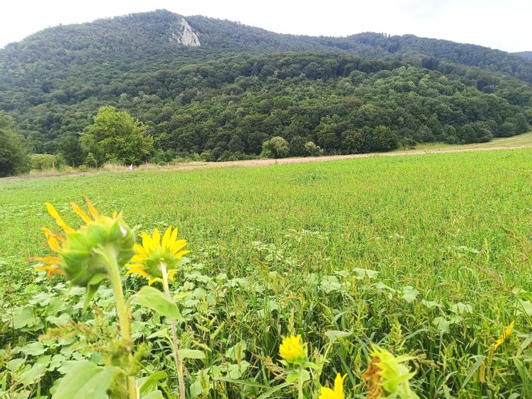 De vanzare - Teren intravilan pentru constructii – 16.500 mp / 0% comision - 2