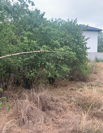 Voluntari  Vanzare Teren 1400mp cu casa batraneasca - 8