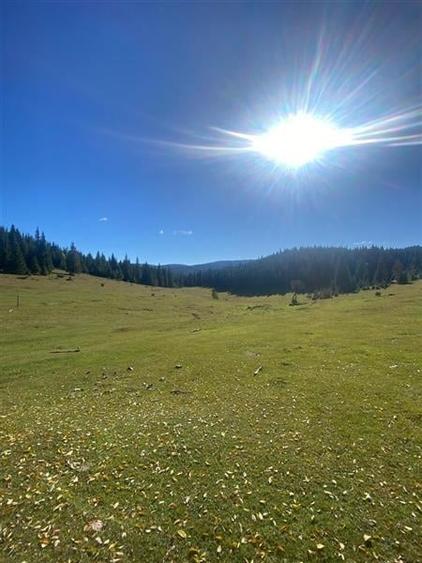 NOU - Teren extravilan la Poiana Horea - Belis - 16.000 mp - 1