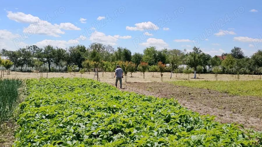 Vand casa cu teren 5725 mp, livada 100 pomi fructiferi, hala 220 mp in Dragoiesti, jud Timis - 7