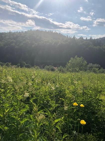 Teren Intravilan Predeal - 2