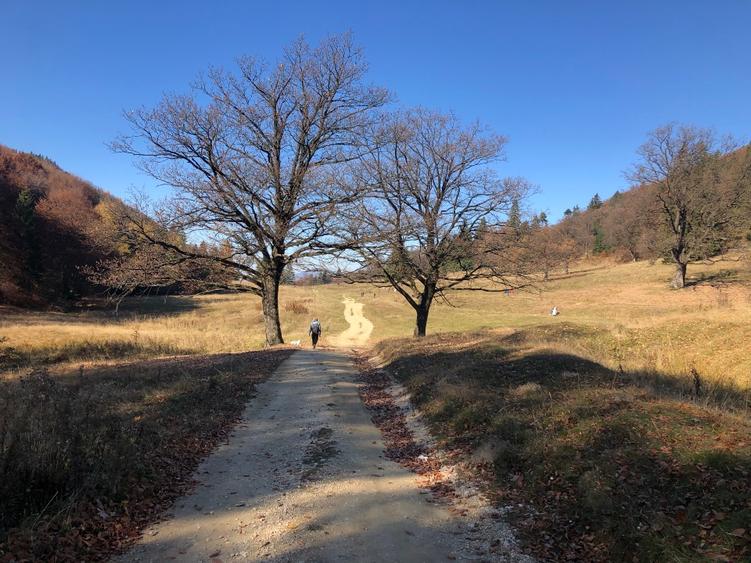 De vanzare  4900 mp teren extravilan Poiana Brasov - 10