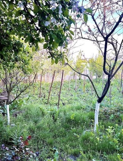 Casa+teren de vanzare in moara domneasca - 6