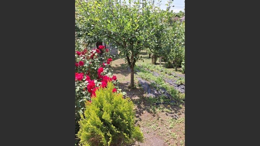 Casă 3 dormitoare la rosu Drajna - 5